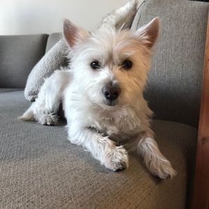 Meet your Posher, Kockyo